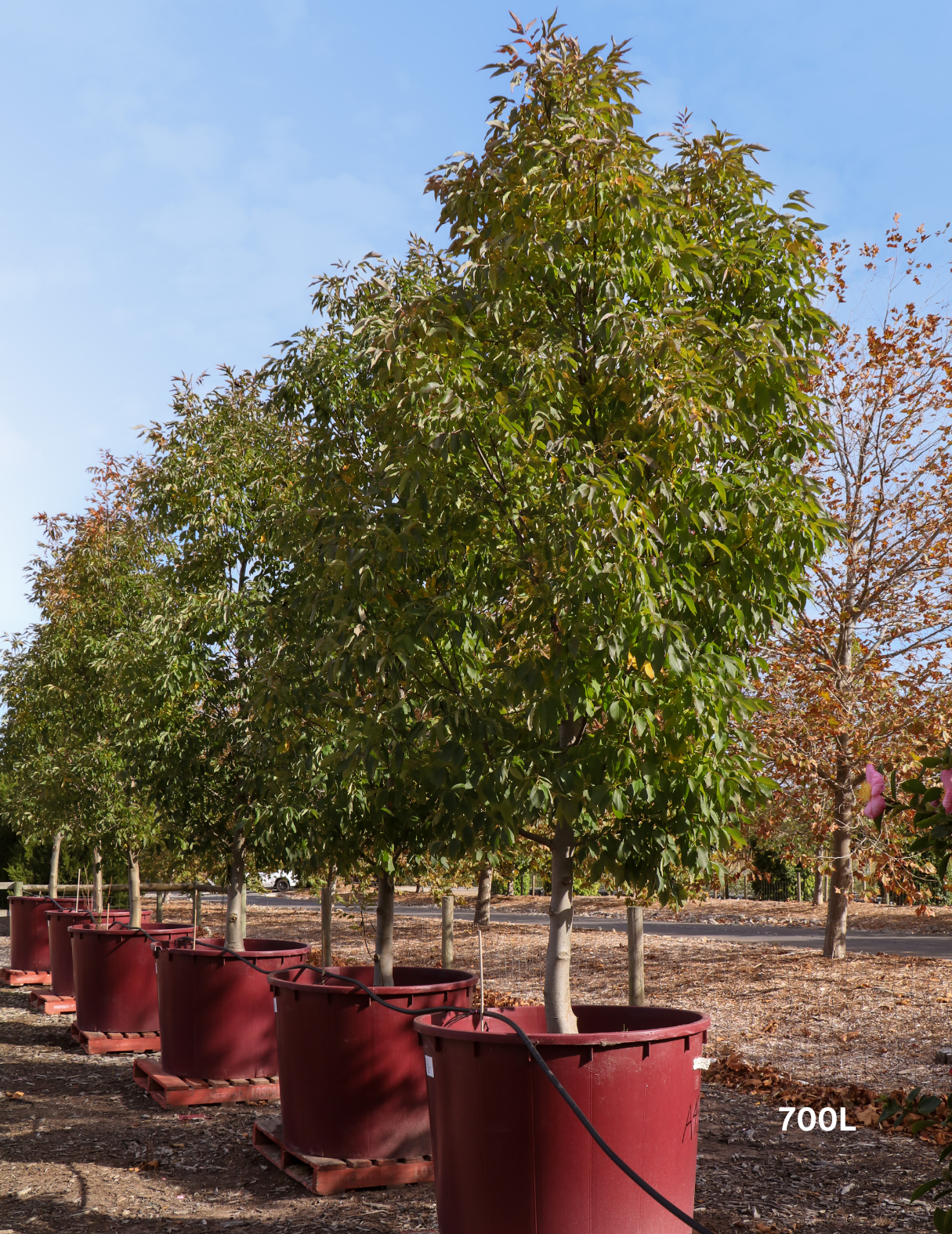 Fraxinus pennsylvanica 'Cimmaron' - Evergreen Trees Direct