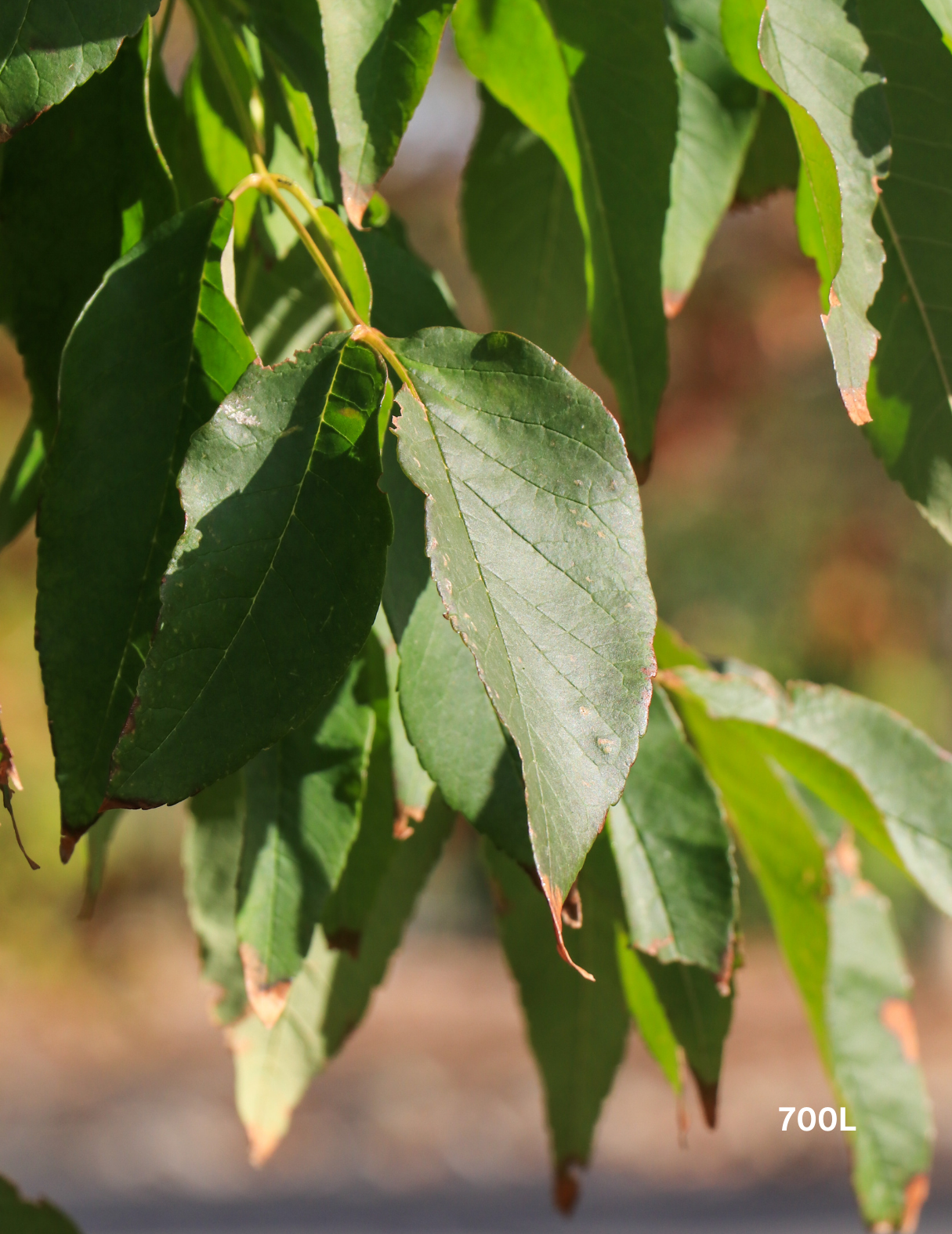 Fraxinus pennsylvanica 'Cimmaron' - Evergreen Trees Direct