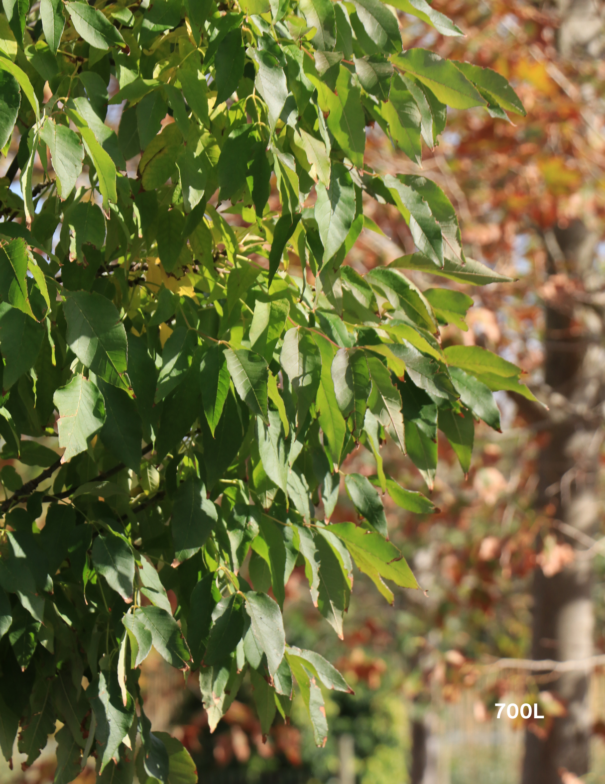 Fraxinus pennsylvanica 'Cimmaron' - Evergreen Trees Direct