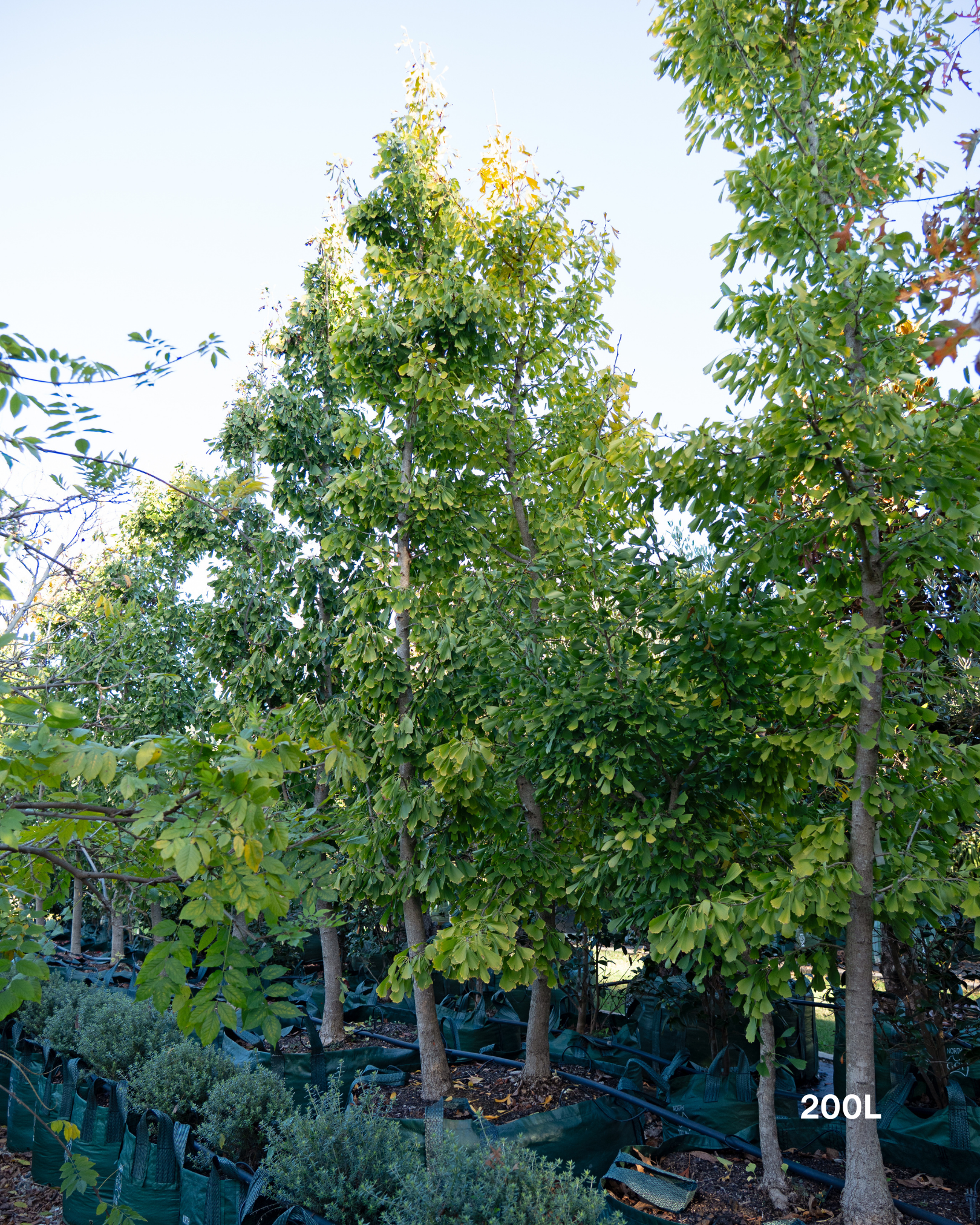 Ginkgo biloba ‘Fishtail’ – Fishtail Maidenhair Tree
