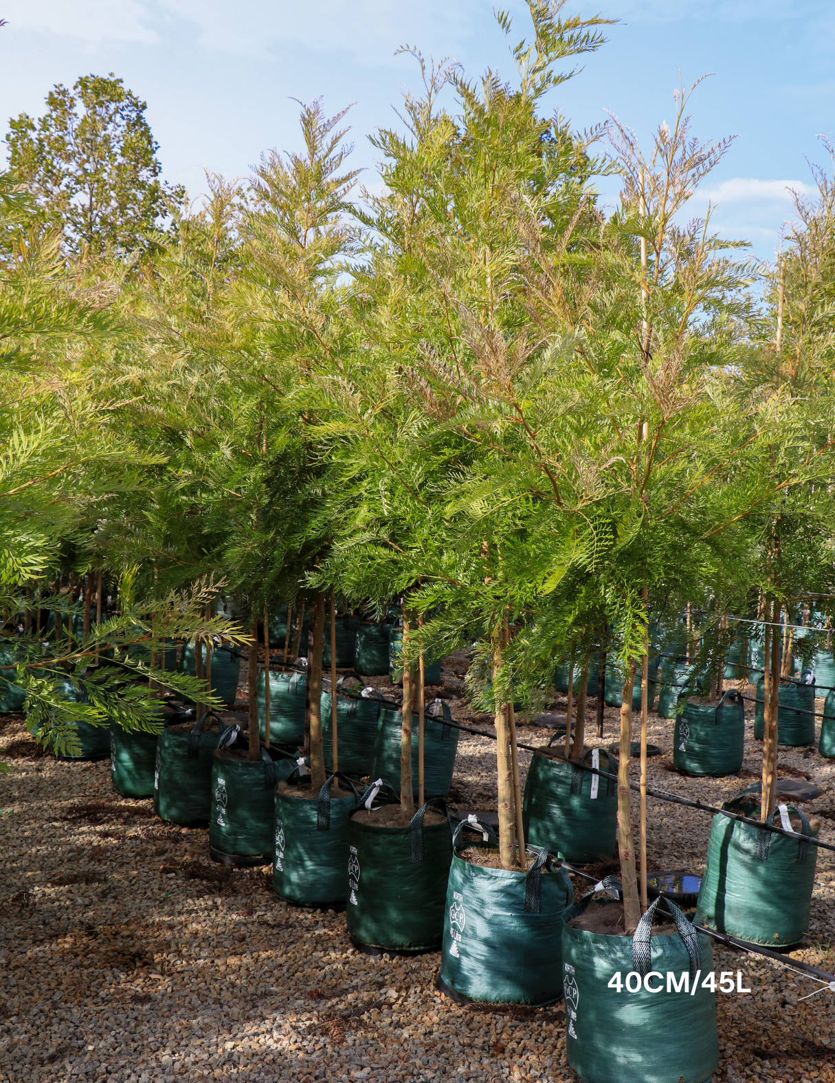 Grevillea robusta - Silk Oak - Evergreen Trees Direct