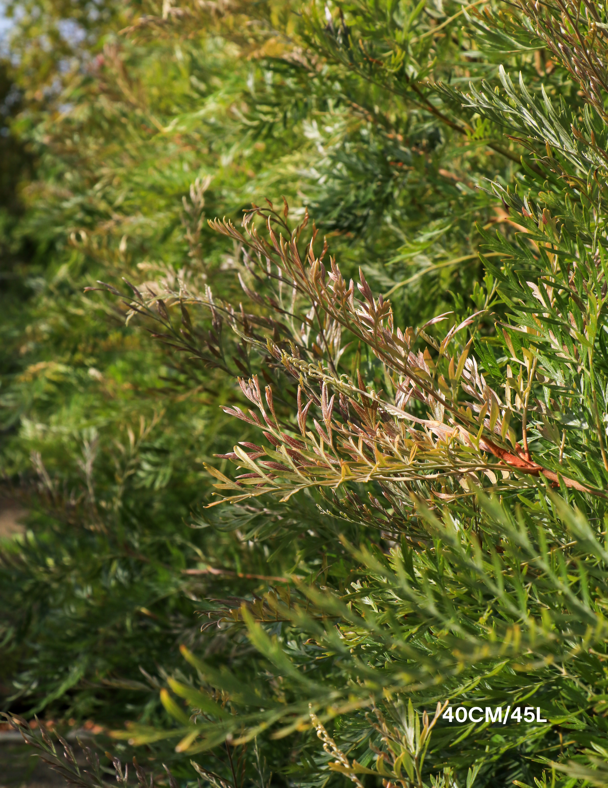 Grevillea robusta - Silk Oak - Evergreen Trees Direct