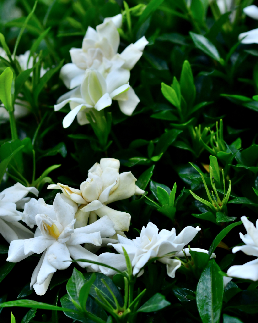 Gardenia jasminoides ‘Florida’ – Florida Gardenia