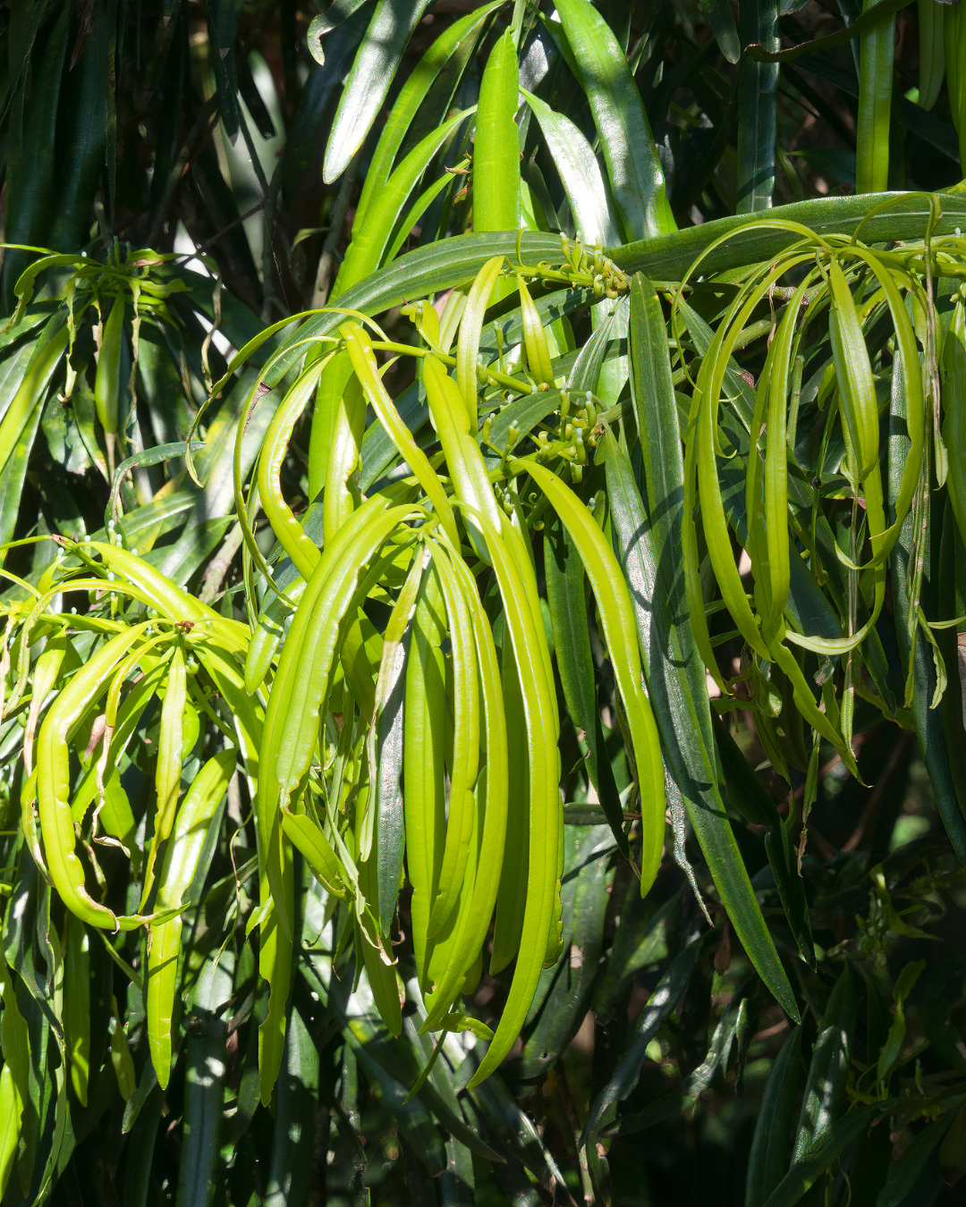 Geijera parvifolia – Wilga