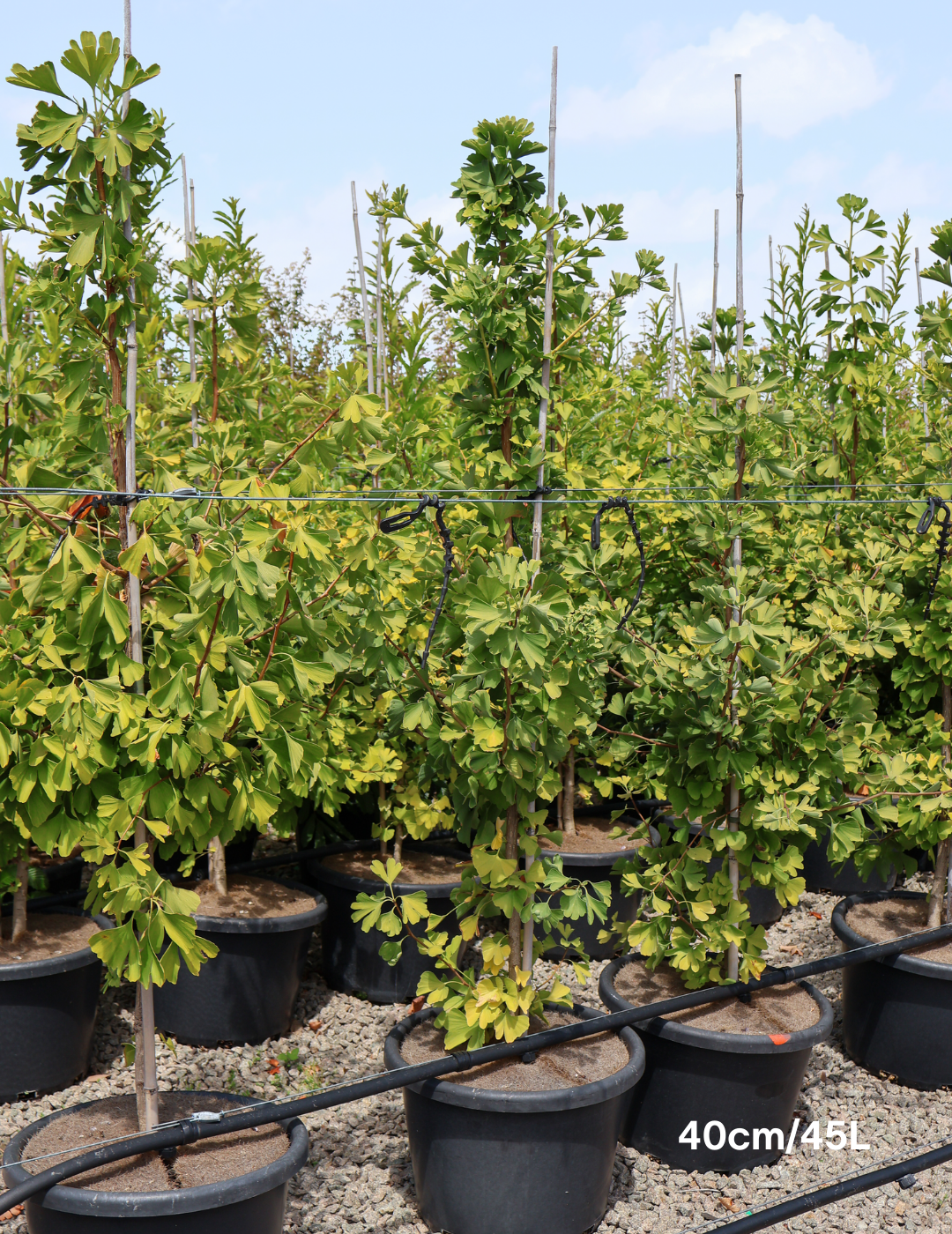 Ginkgo biloba 'Lemonlime Spire' - Evergreen Trees Direct