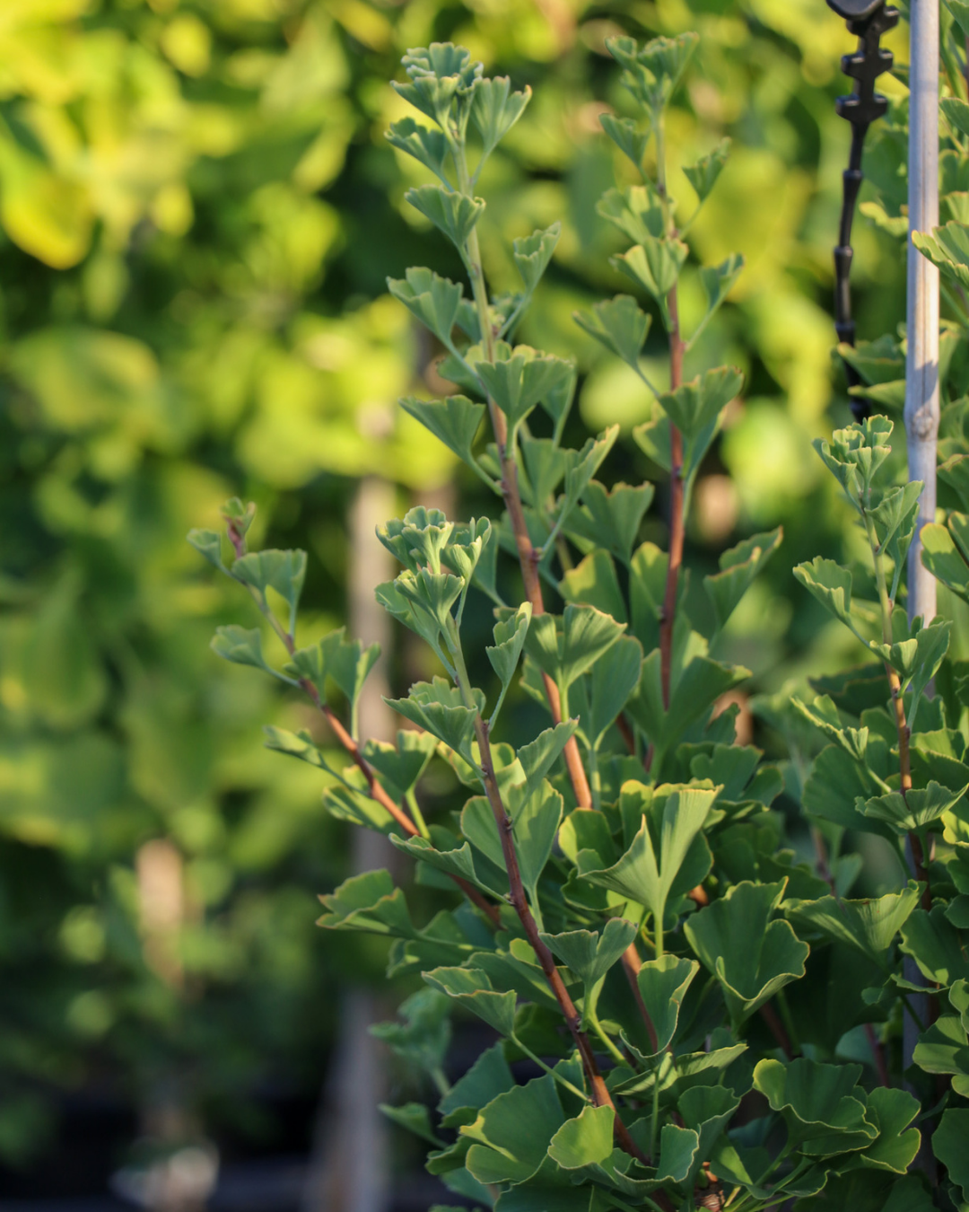Ginkgo biloba 'Lemonlime Spire'