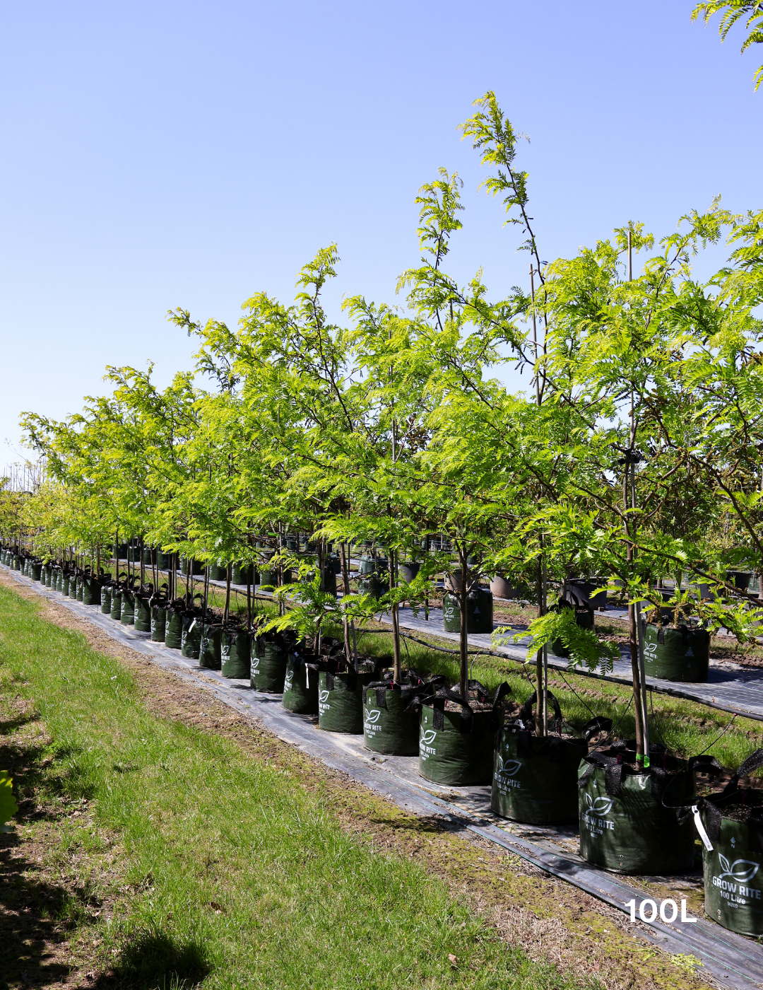 Gleditsia triacanthos 'Sunburst' - Evergreen Trees Direct