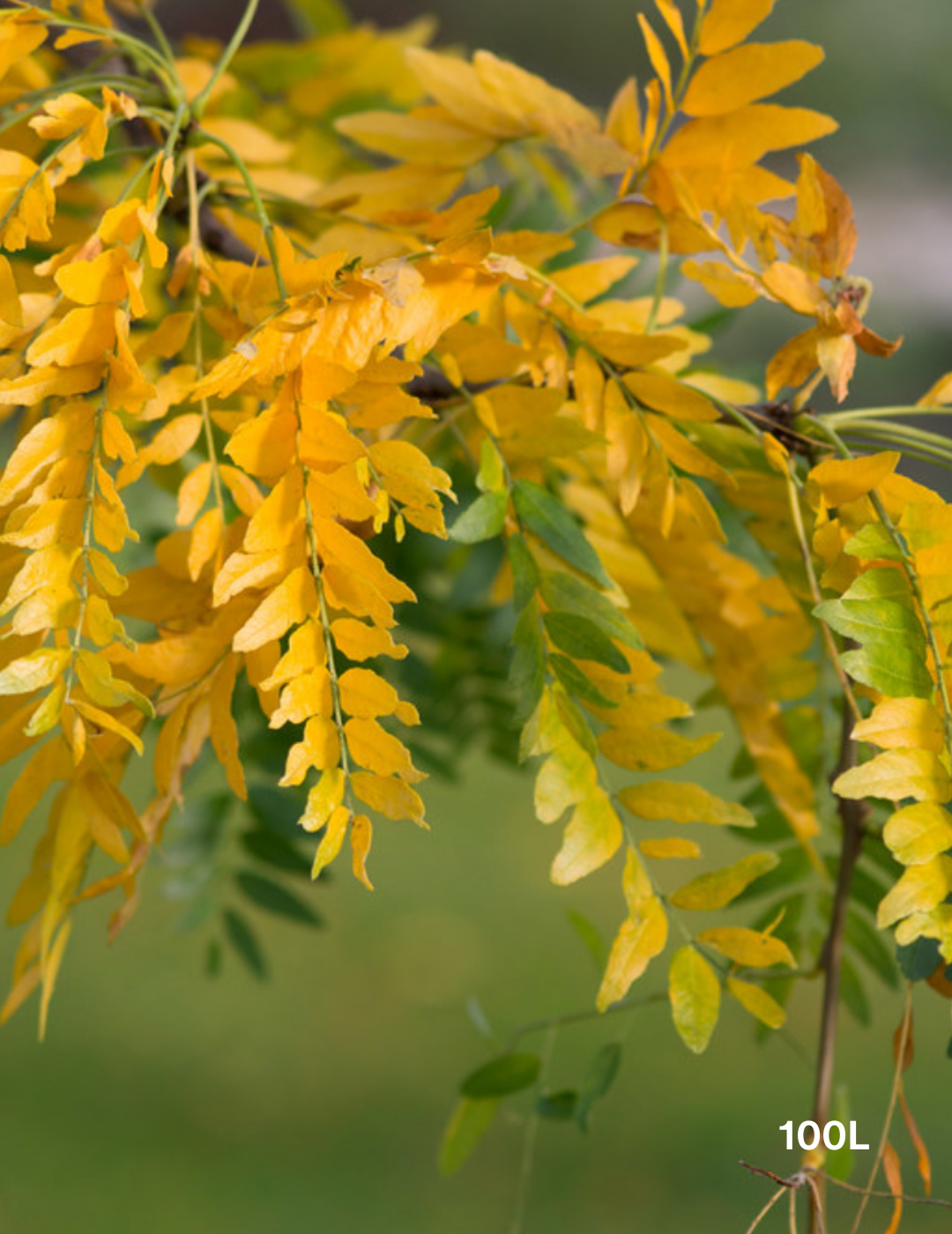 Gleditsia triacanthos 'Sunburst' - Evergreen Trees Direct