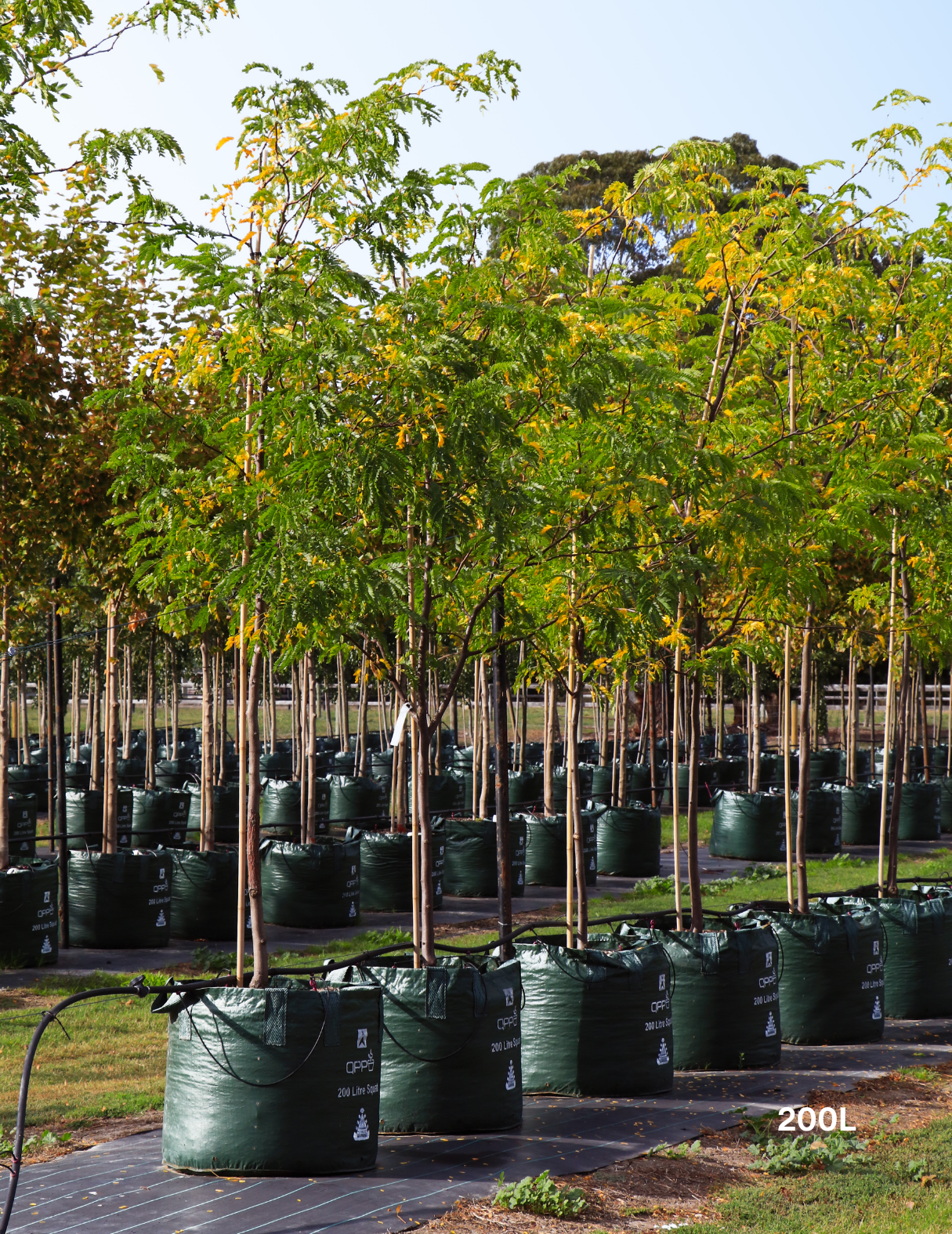 Gleditsia triacanthos 'Sunburst' - Evergreen Trees Direct
