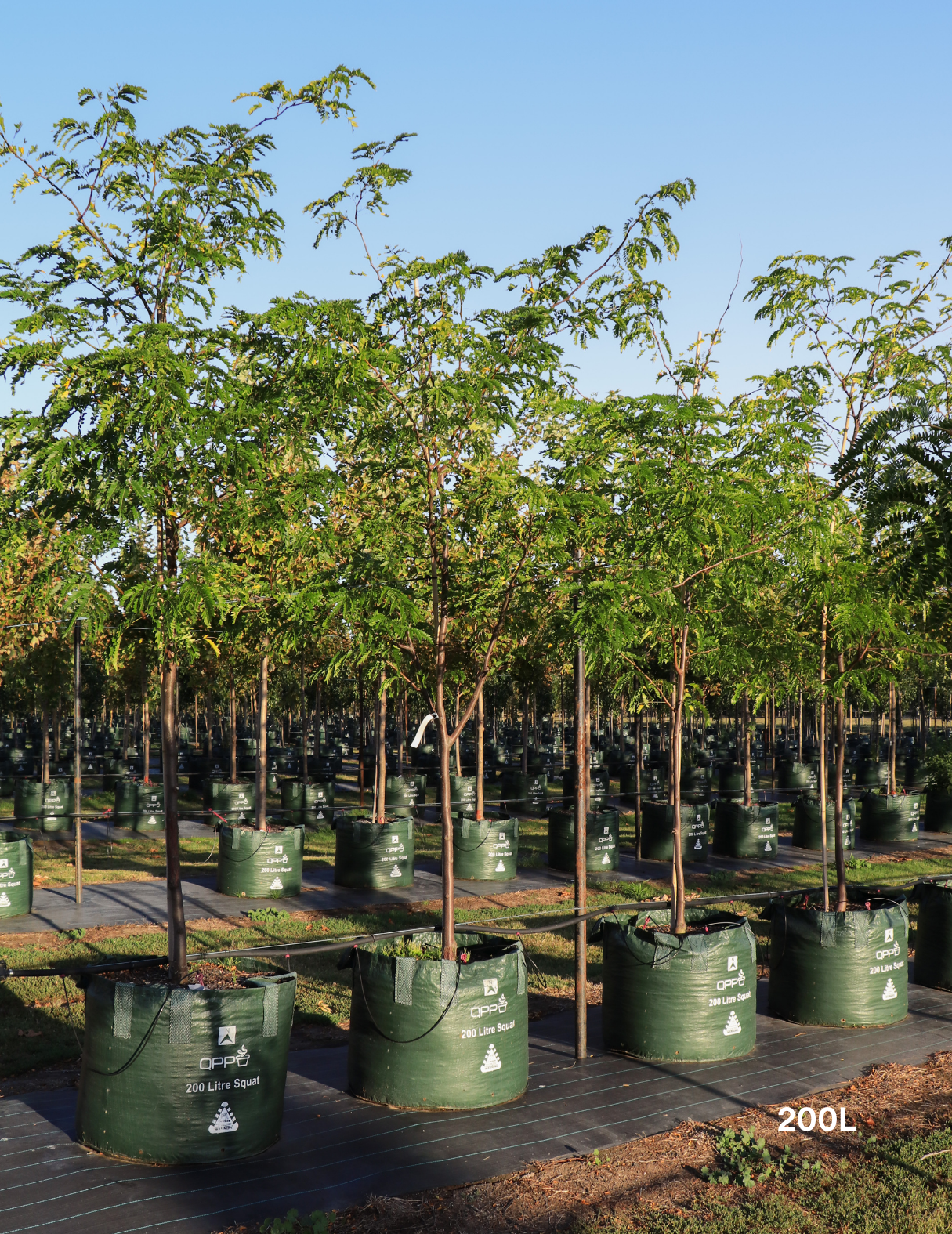 Gleditsia triacanthos 'Sunburst' - Evergreen Trees Direct