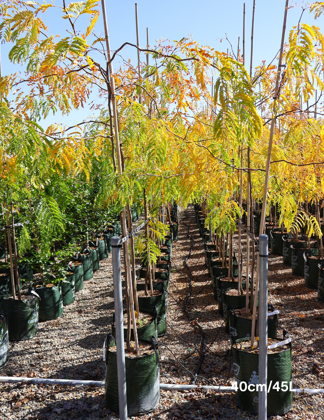 Gleditsia triacanthos 'Sunburst' - Evergreen Trees Direct