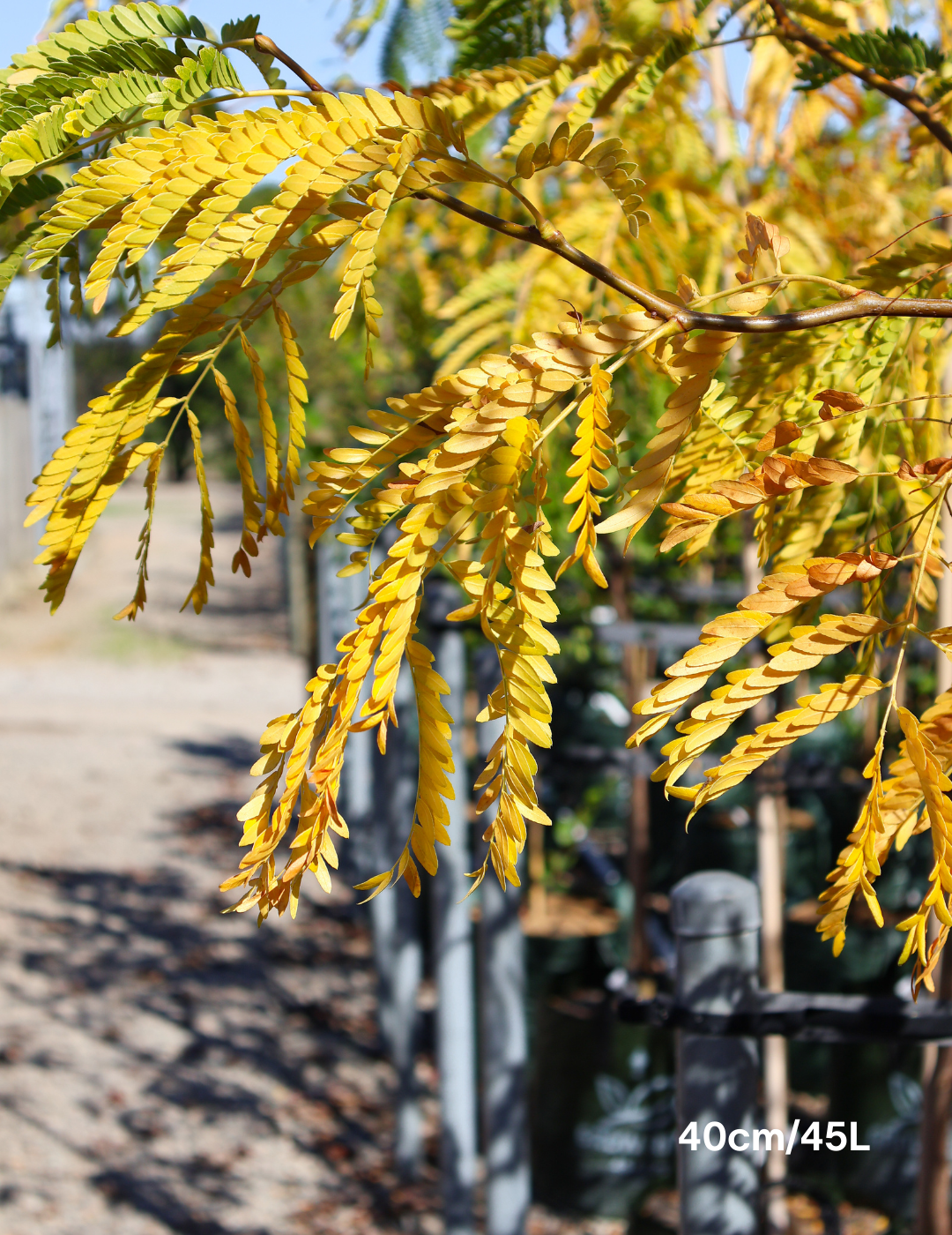 Gleditsia triacanthos 'Sunburst' - Evergreen Trees Direct