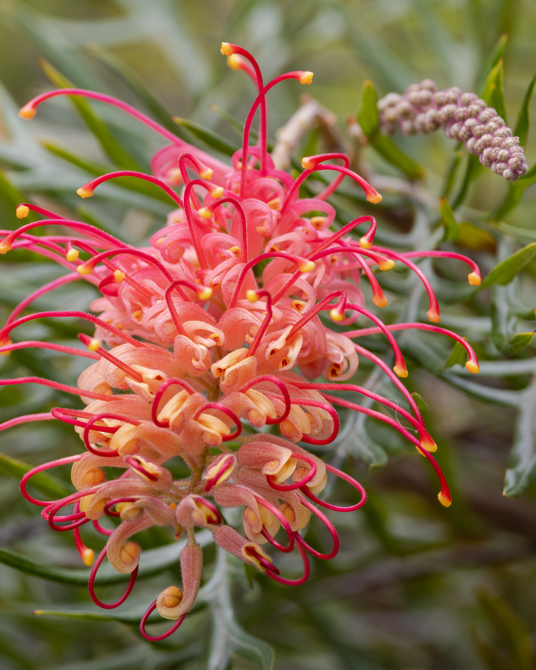 Grevillea ‘Red Hooks’ – Red Hooks Grevillea