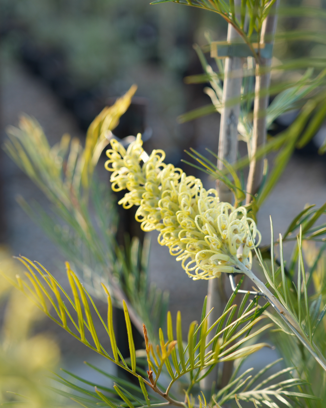 Grevillea x 'Moonlight'