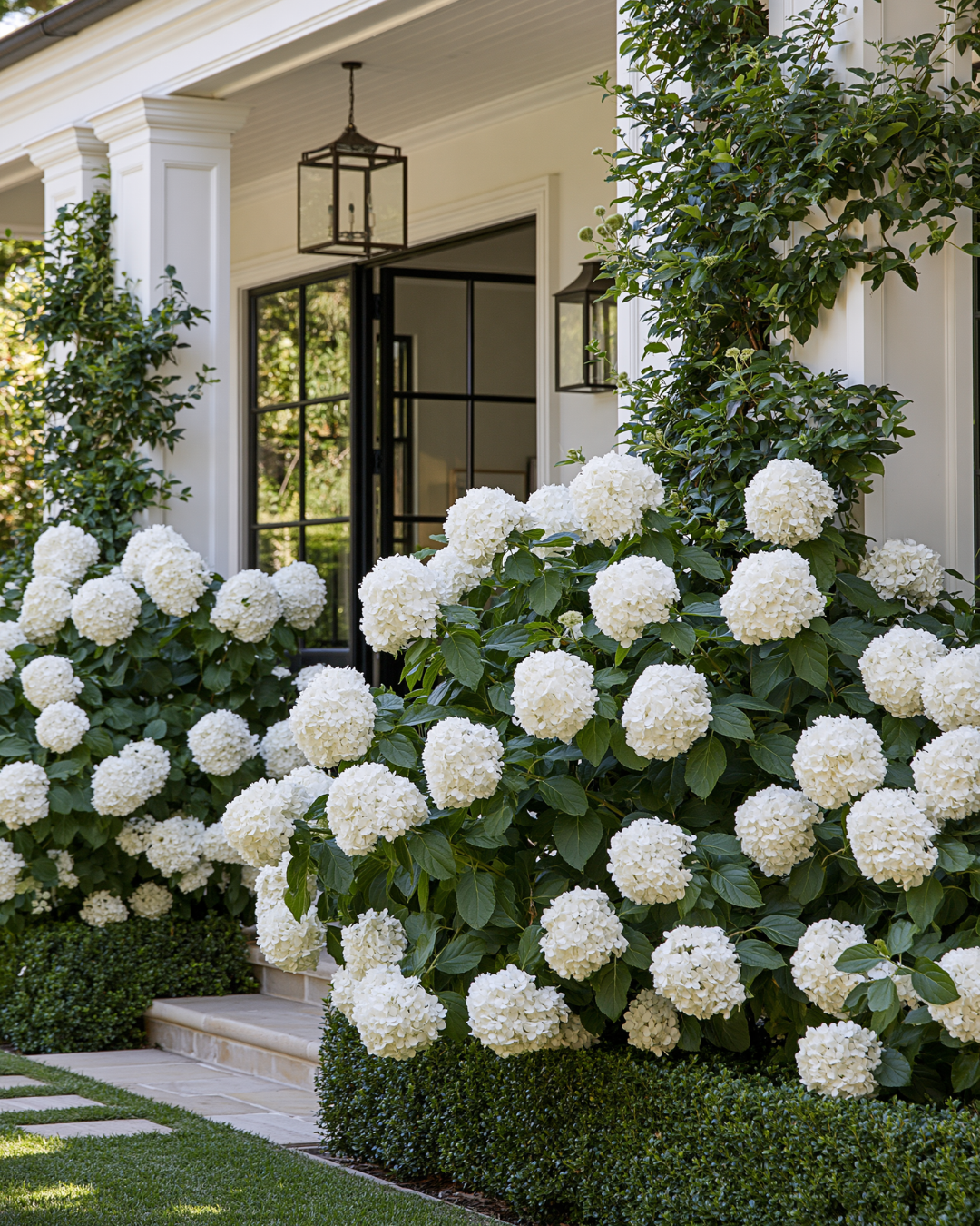 Hydrangea macrophylla 'Bridal Bouquet' - Bridal Bouquet Hydrangea