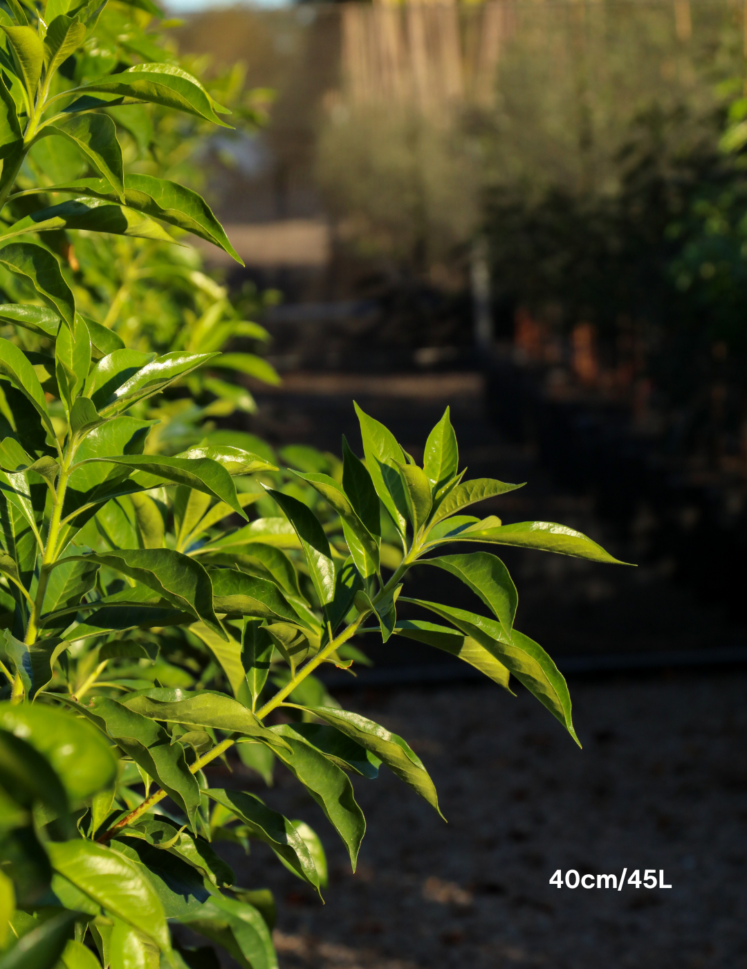 Hymenosporum flavum - Native Frangipani - Evergreen Trees Direct