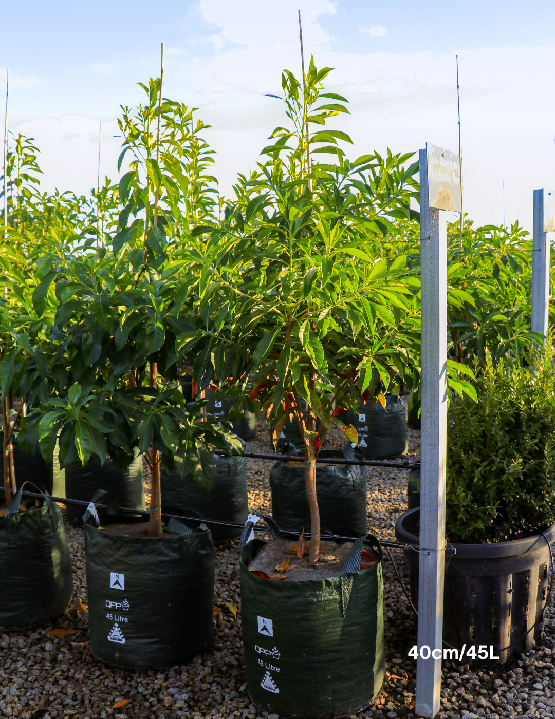 Hymenosporum flavum - Native Frangipani - Evergreen Trees Direct