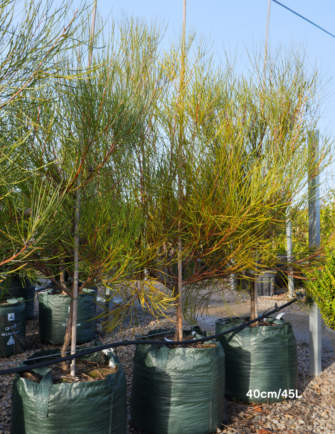 Hakea Bucculenta - Evergreen Trees Direct