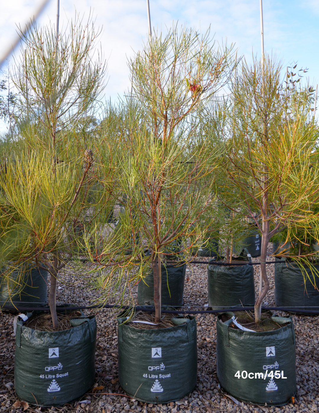 Hakea Bucculenta - Evergreen Trees Direct