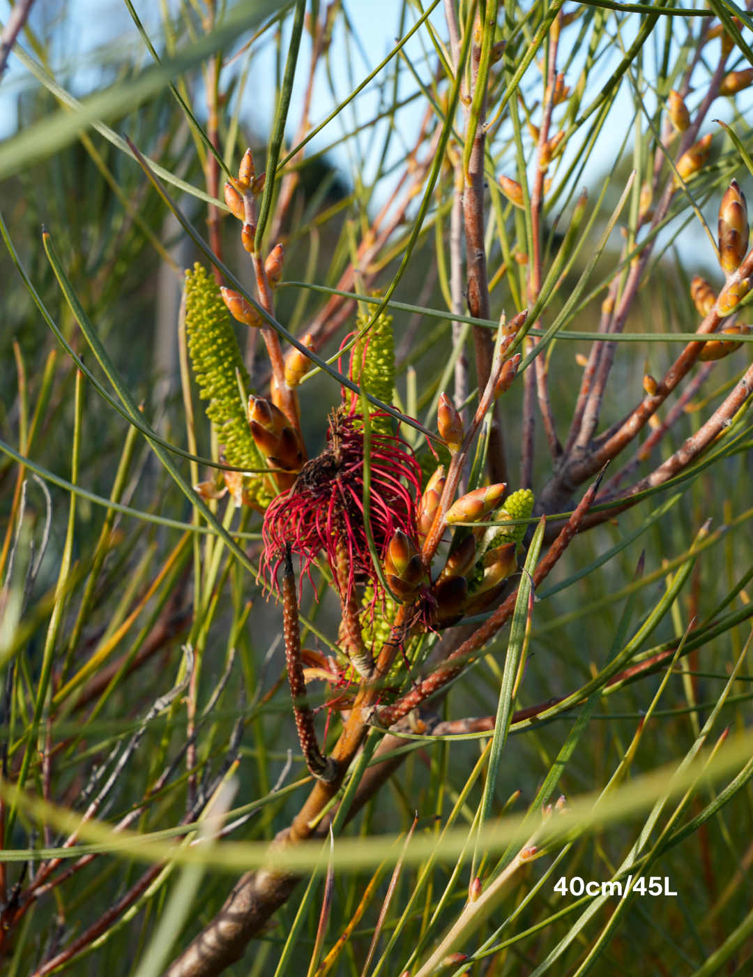 Hakea Bucculenta - Evergreen Trees Direct