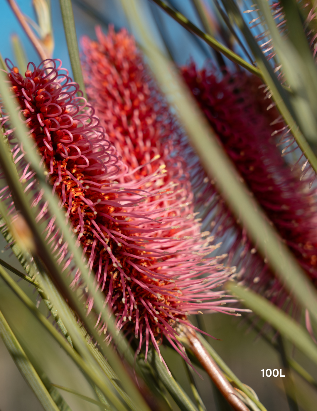 Hakea bucculenta – Red Pokers - Evergreen Trees Direct