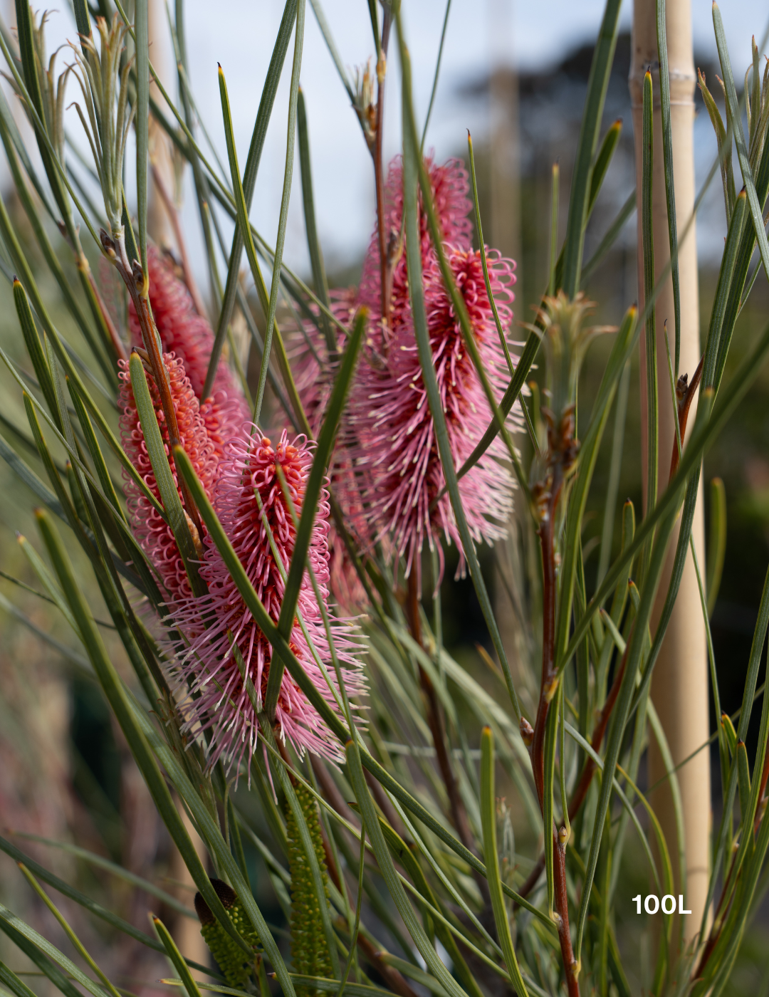 Hakea bucculenta – Red Pokers - Evergreen Trees Direct