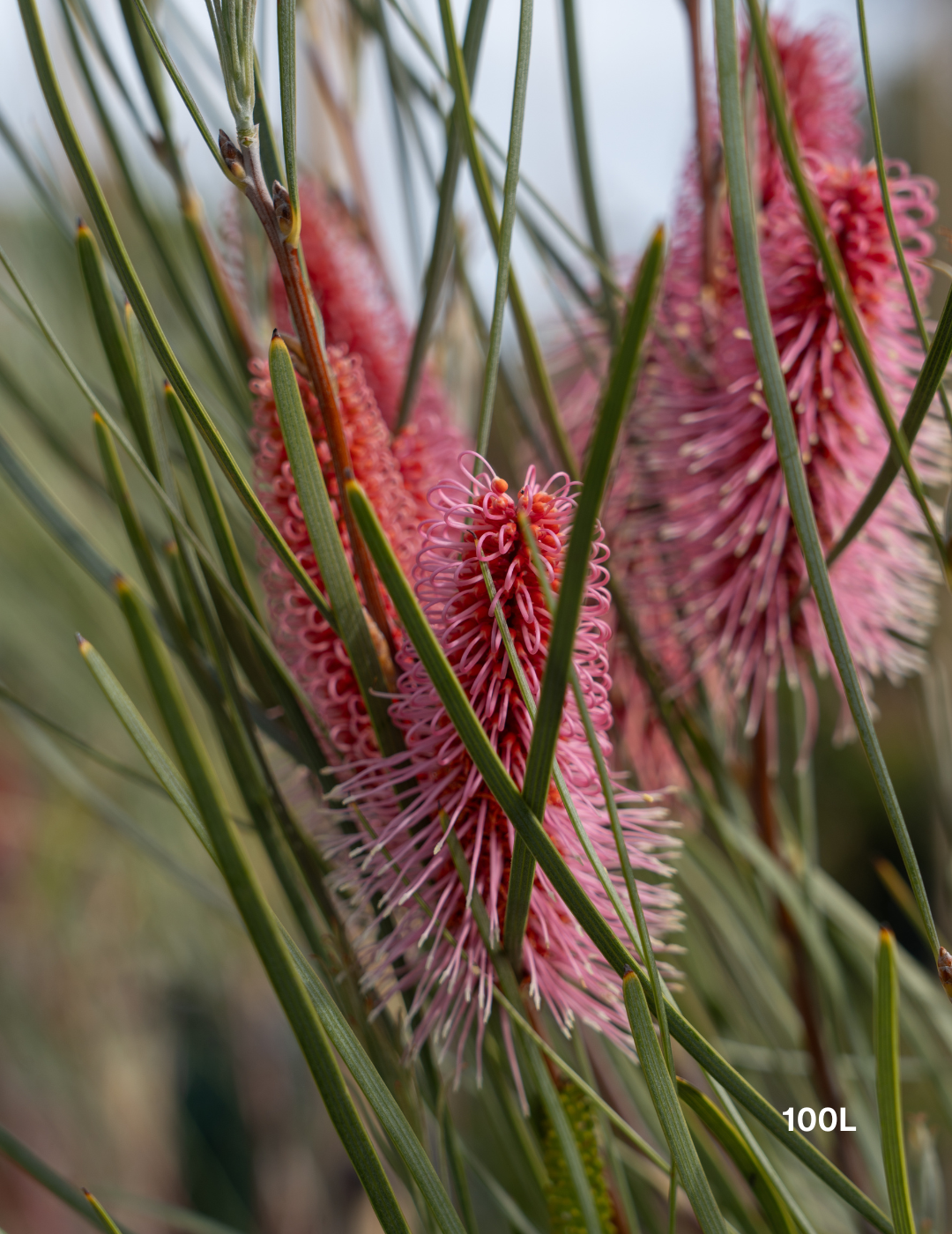 Hakea bucculenta – Red Pokers - Evergreen Trees Direct