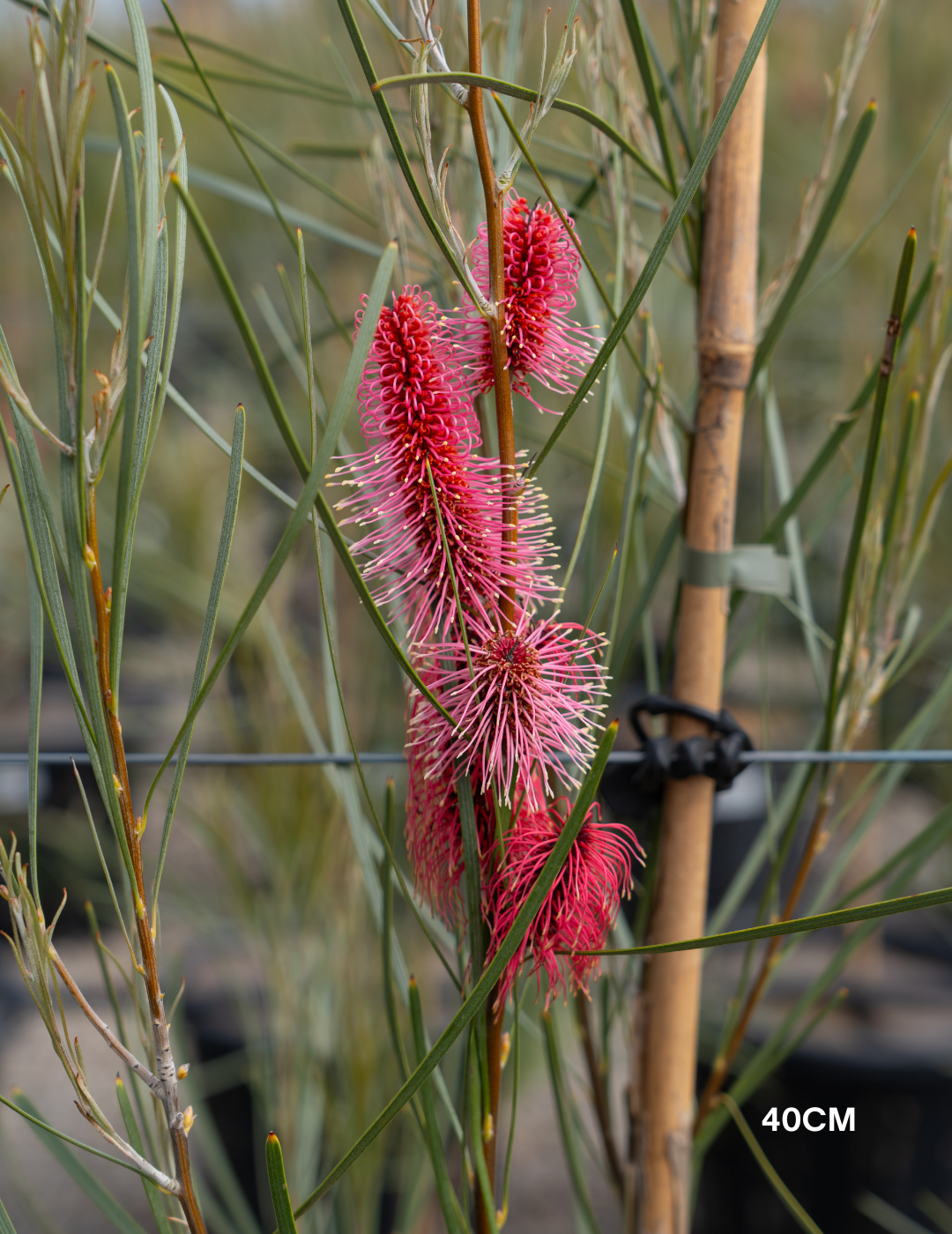 Hakea bucculenta – Red Pokers - Evergreen Trees Direct