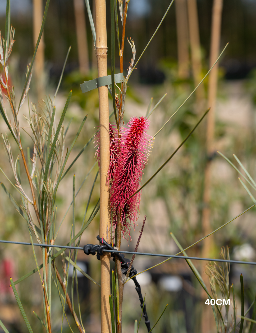 Hakea bucculenta – Red Pokers - Evergreen Trees Direct