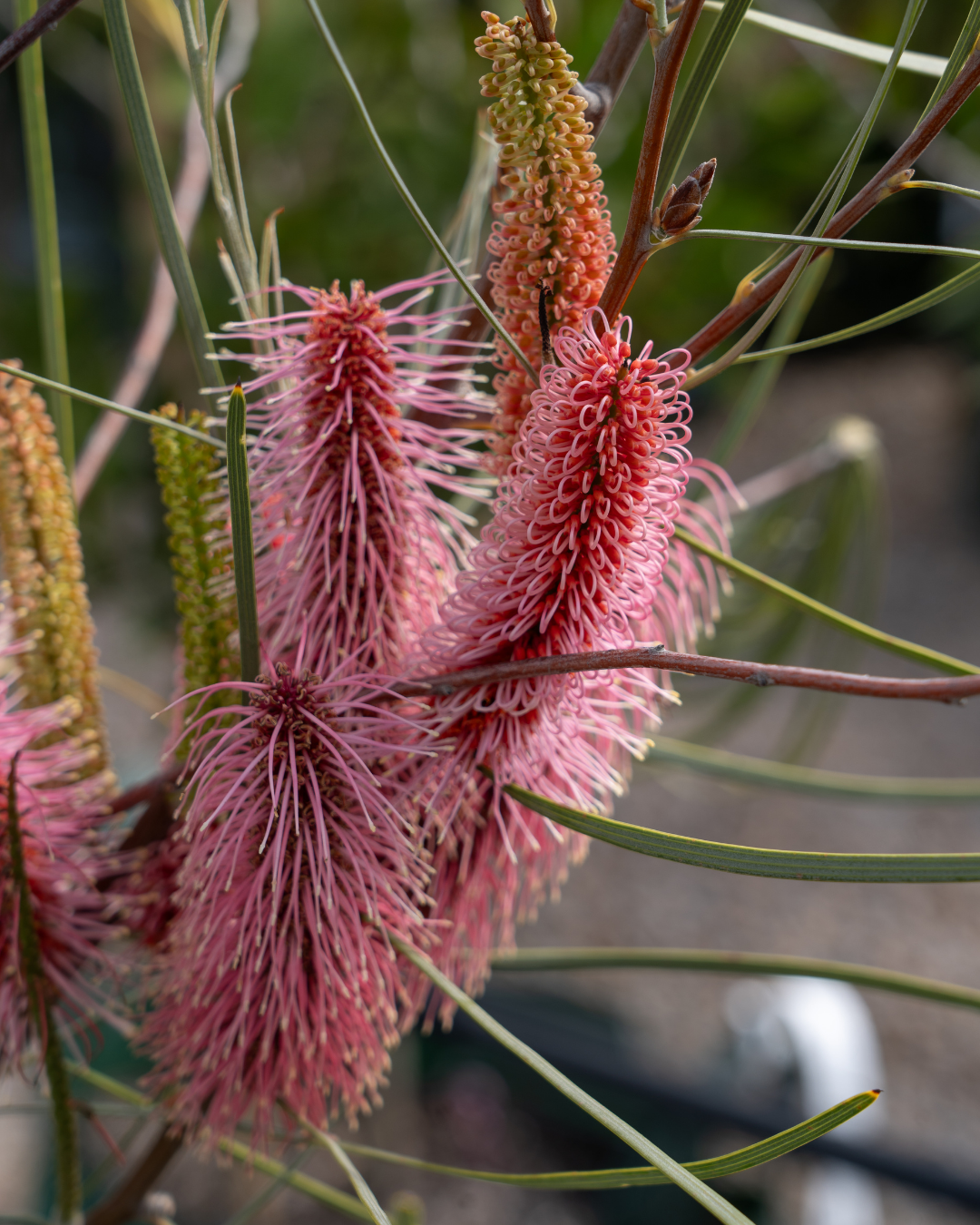 Hakea bucculenta – Red Pokers
