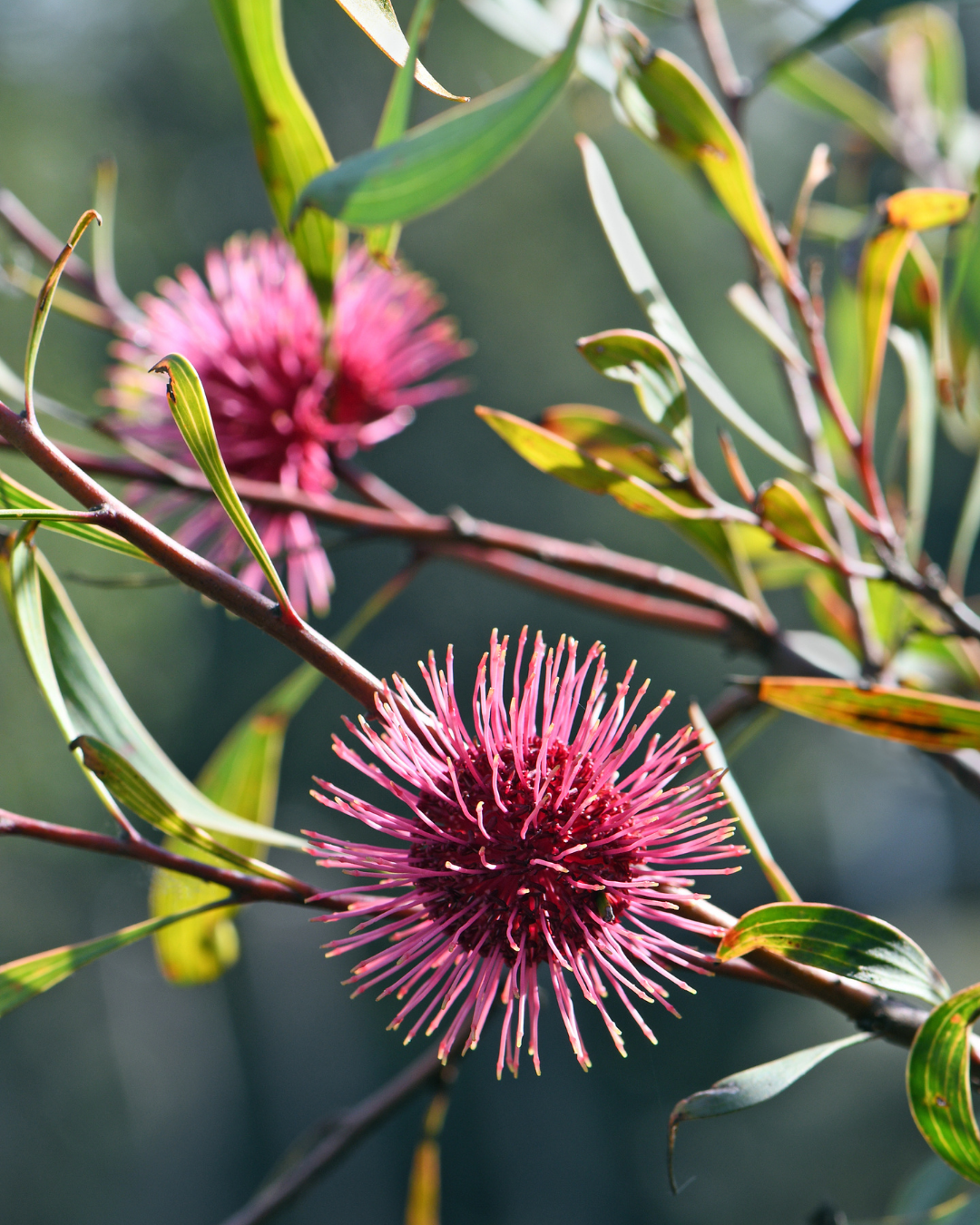 Hakea laurina – Pincushion Hakea