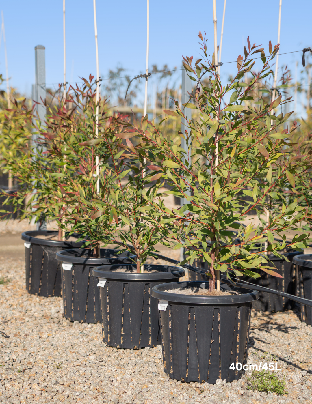 Hakea salicifolia - Willow-leaved Hakea - Evergreen Trees Direct