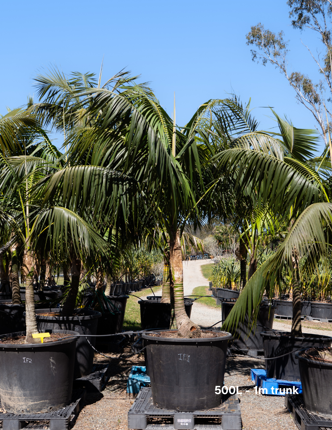Howea forsteriana – Kentia Palm