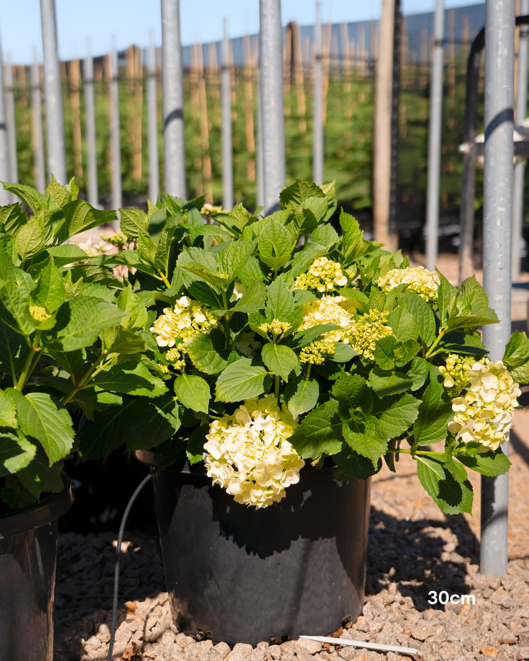 Hydrangea 'Runaway Bride' - Runaway Bride Hydrangea