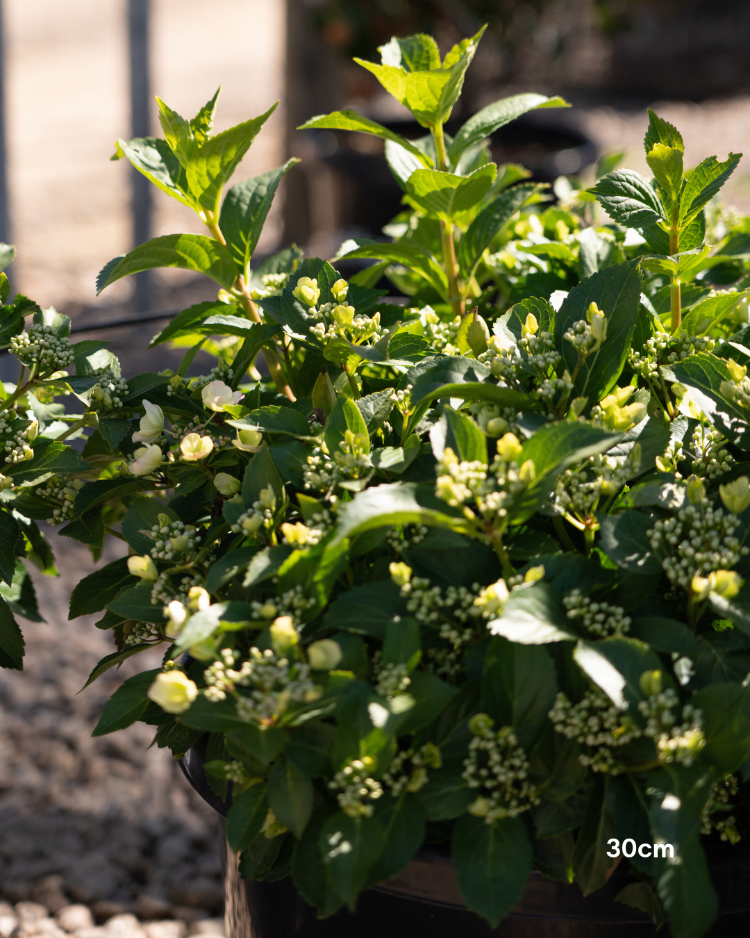 Hydrangea 'Runaway Bride' - Runaway Bride Hydrangea