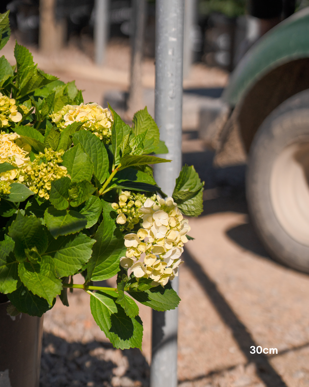 Hydrangea 'Runaway Bride' - Runaway Bride Hydrangea
