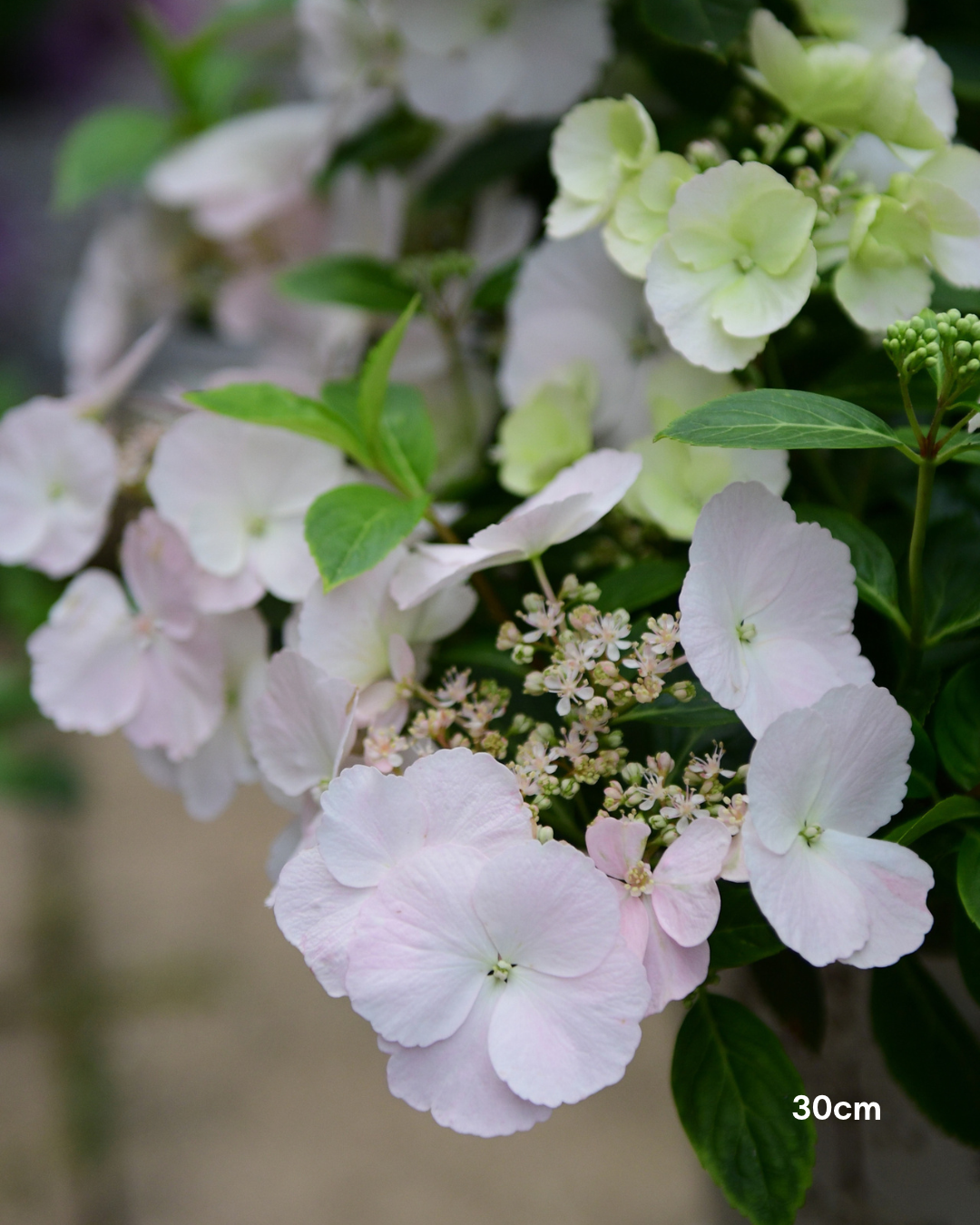 Hydrangea 'Runaway Bride' - Runaway Bride Hydrangea