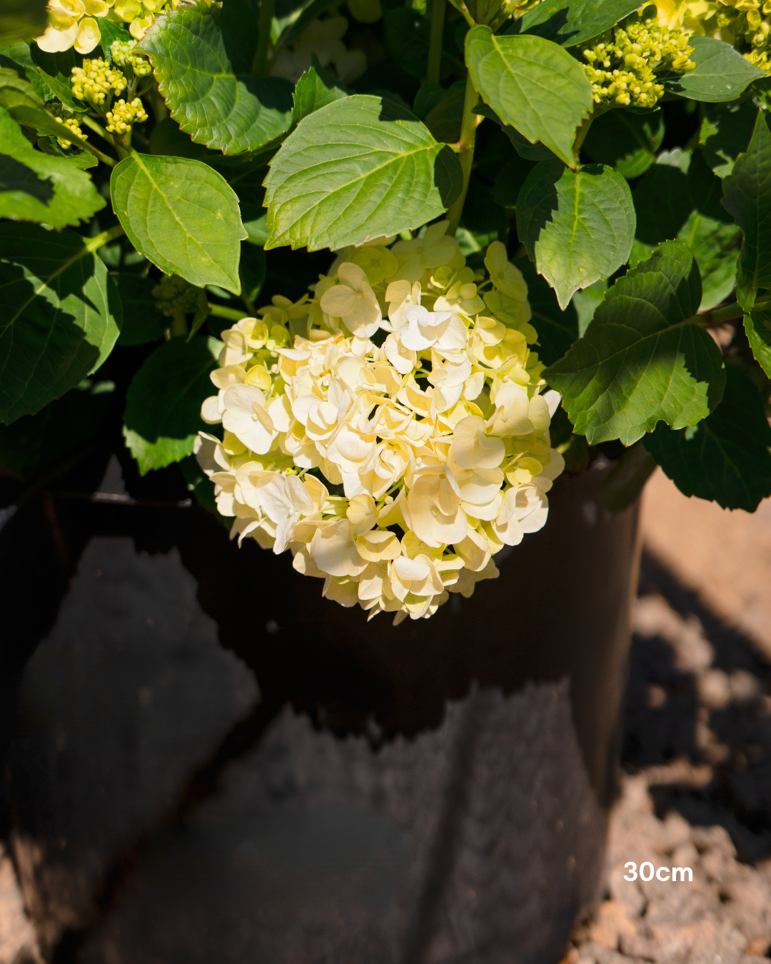 Hydrangea 'Runaway Bride' - Runaway Bride Hydrangea