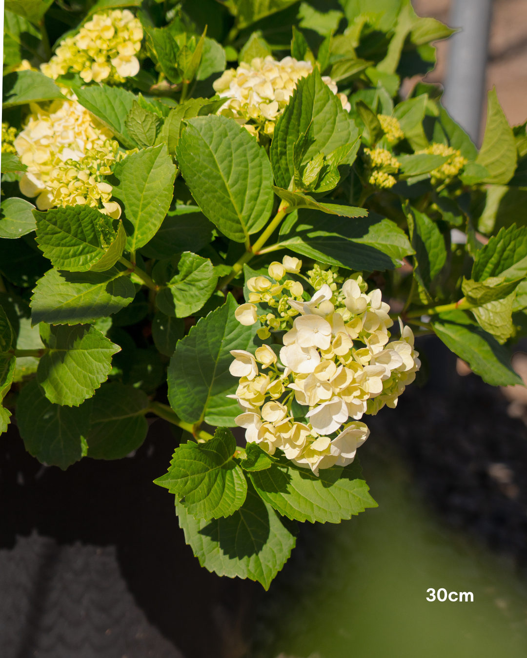 Hydrangea 'Runaway Bride' - Runaway Bride Hydrangea