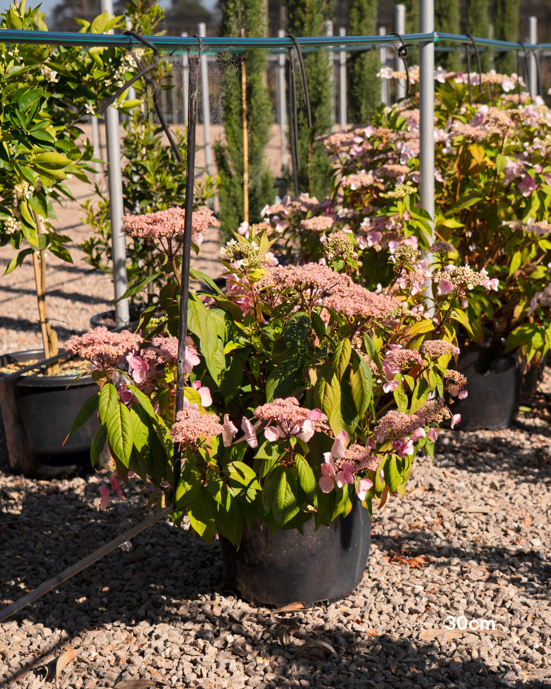 Hydrangea macrophylla 'Trail Blazer' Pink - Pink Trail Blazer Hydrangea