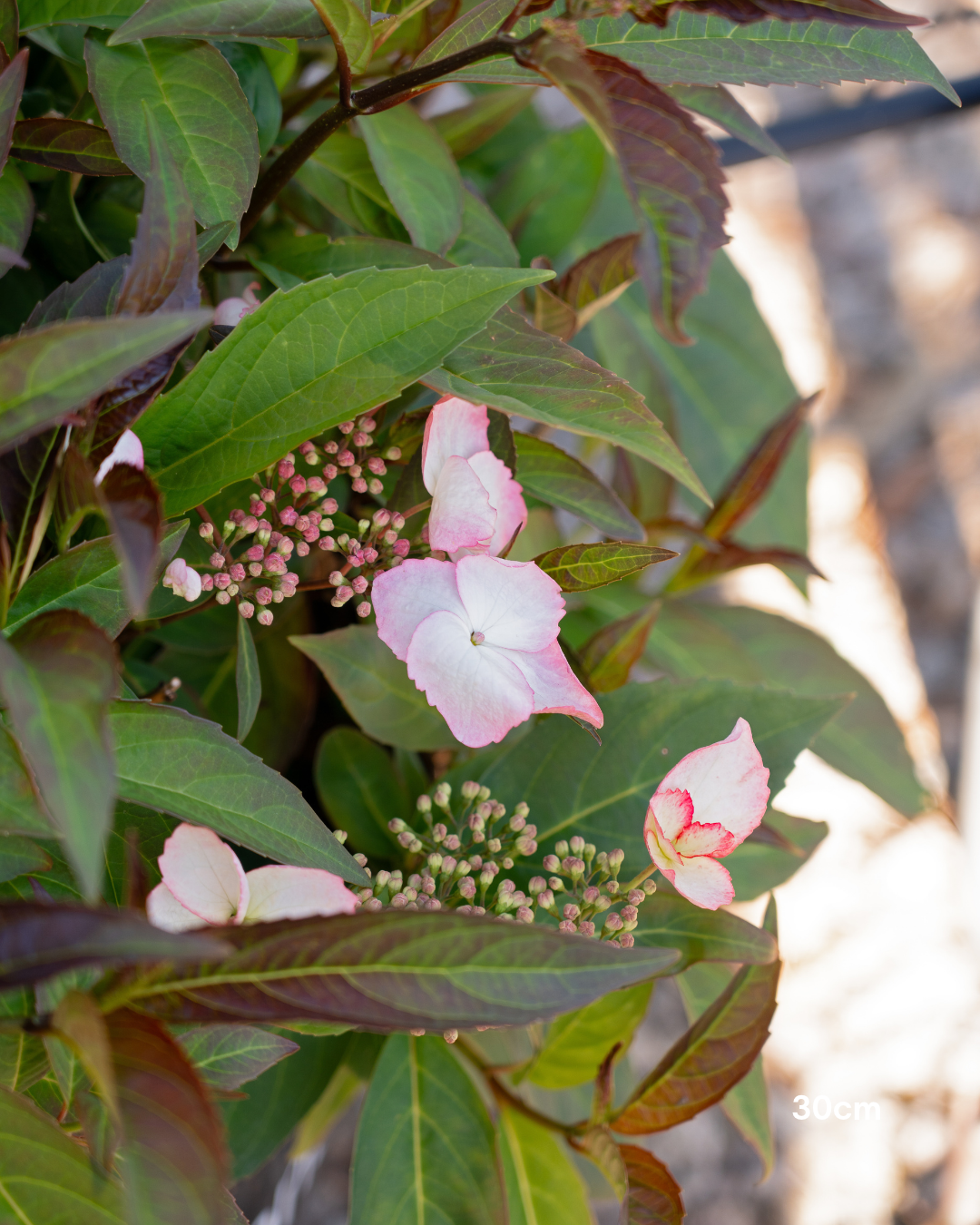 Hydrangea macrophylla 'Trail Blazer' Pink - Pink Trail Blazer Hydrangea