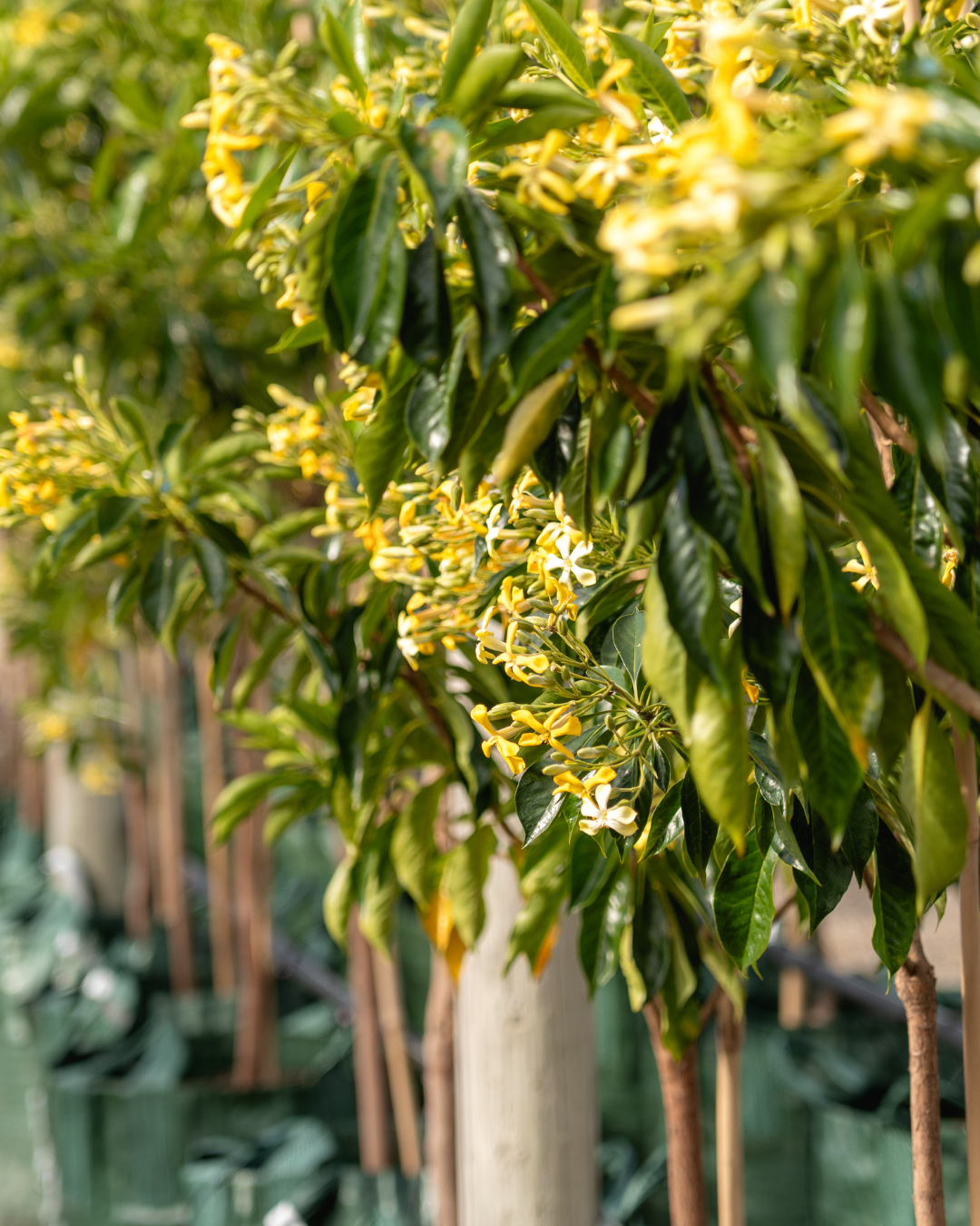 Hymenosporum flavum - Native Frangipani