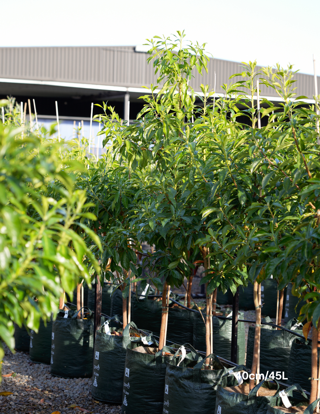 Hymenosporum flavum - Native Frangipani - Evergreen Trees Direct