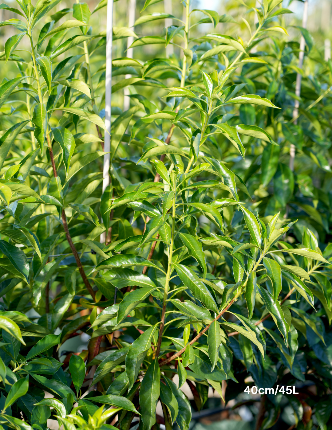 Hymenosporum flavum - Native Frangipani - Evergreen Trees Direct