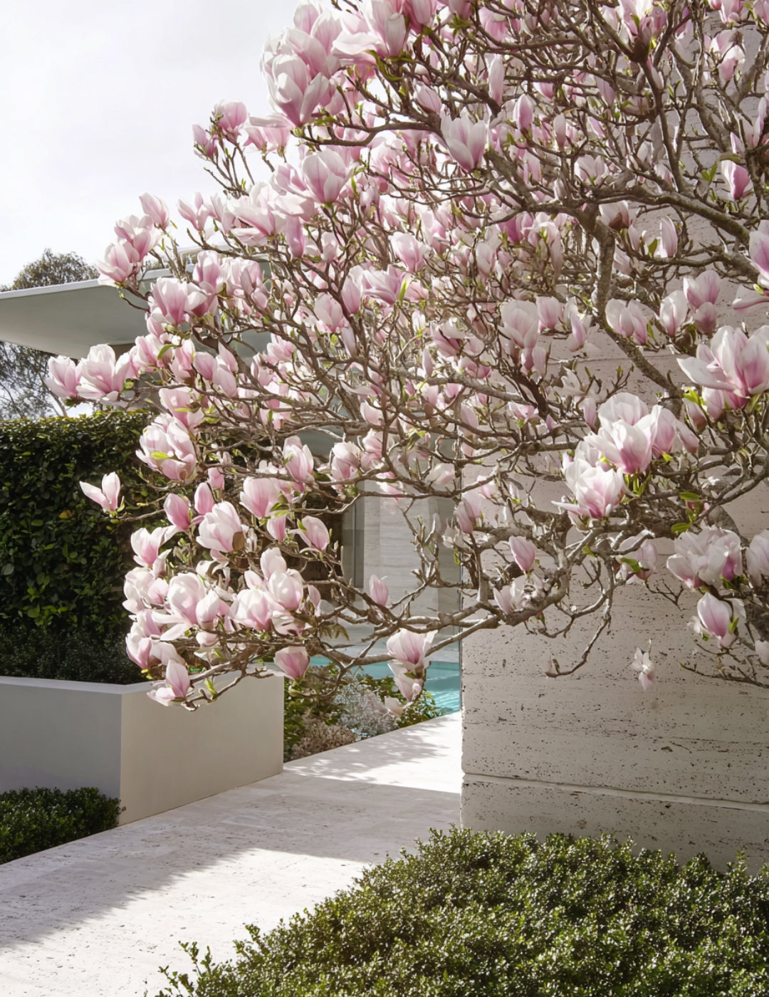 Pink flowering tree in front of a modern building with a clear sky.