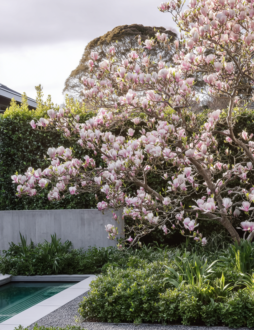 Magnolia x soulangeana - Evergreen Trees Direct