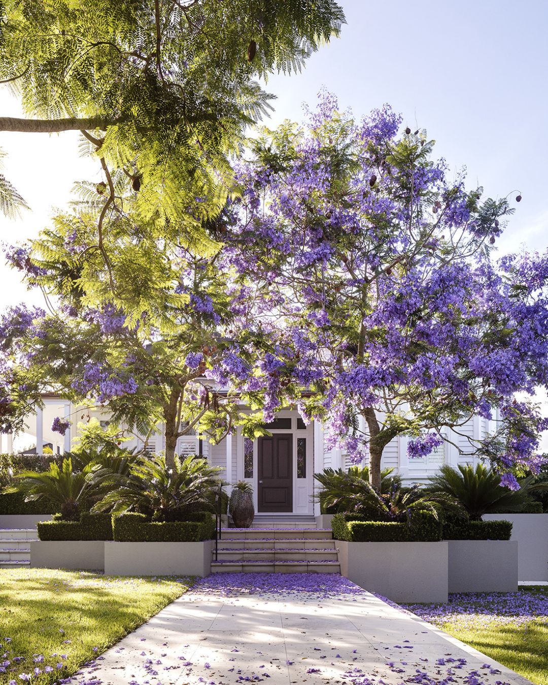 Jacaranda mimosifolia