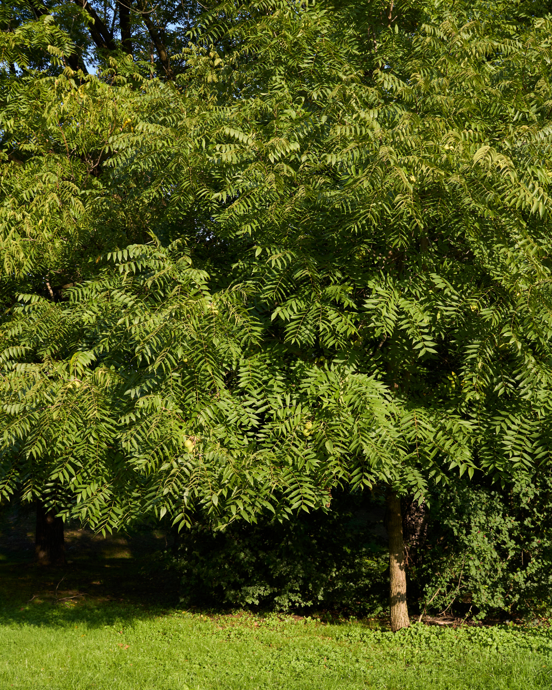 Juglans nigra Black Walnut