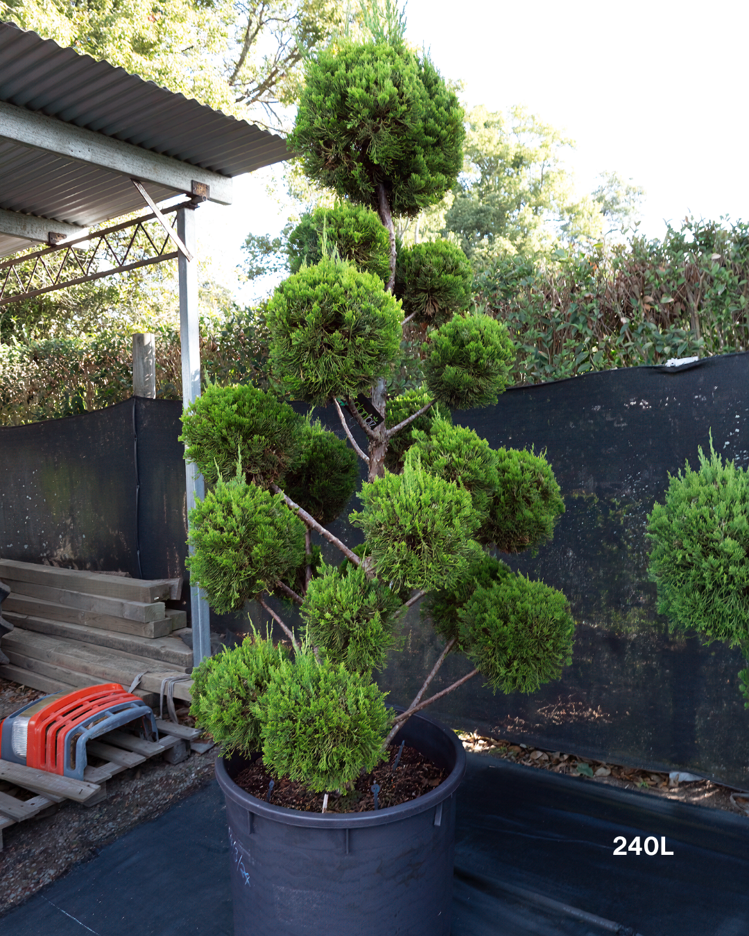 Juniperus chinensis 'Keteleeri' Cloud Pruned