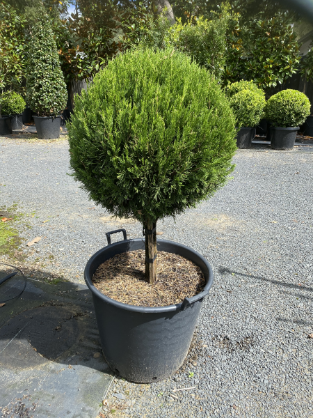 Juniperus chinensis 'Spartan' Standard Form - Evergreen Trees Direct